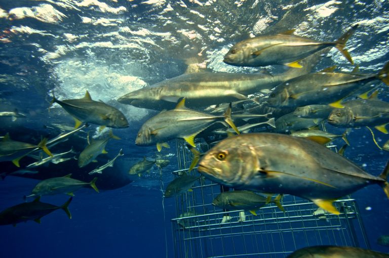 Durban-Cage-Dive-2-1